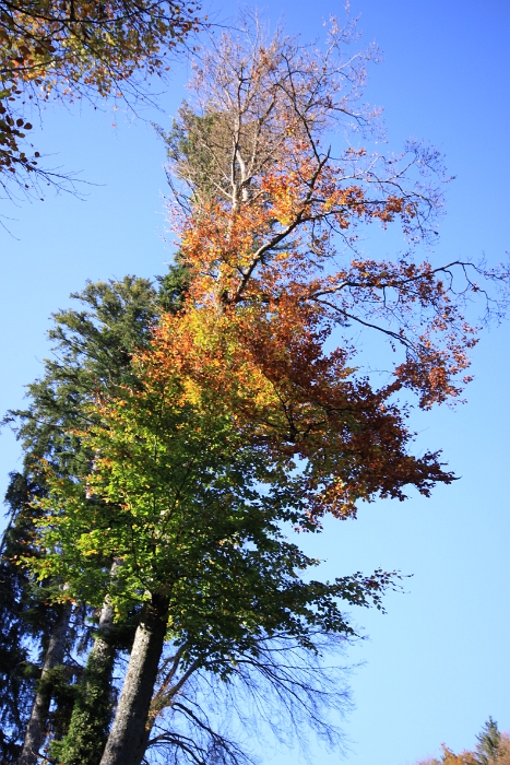 Automne au Mt-Pelerin - 068